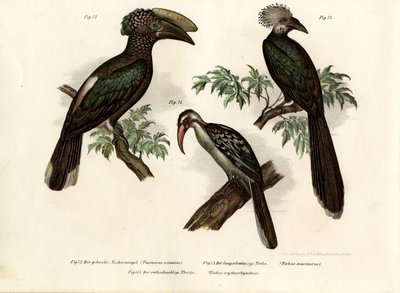 Hornbill by German School